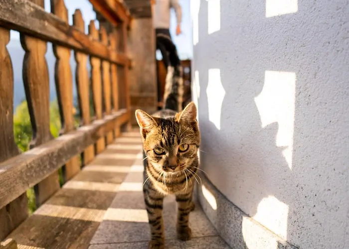 Dağ evi Irmi Hart im Zillertal