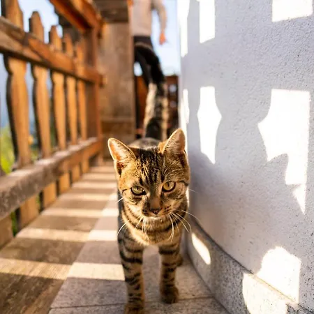 Alpesi faház Irmi Hart im Zillertal